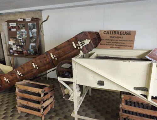 À Collobrières, le Musée de la Fabrique du Marron Glacé célèbre un savoir-faire gourmand et authentique