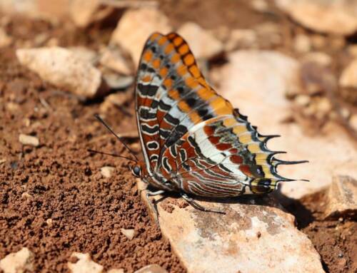 À la découverte du Pacha à deux queues, un papillon spectaculaire mais discret dans le Var