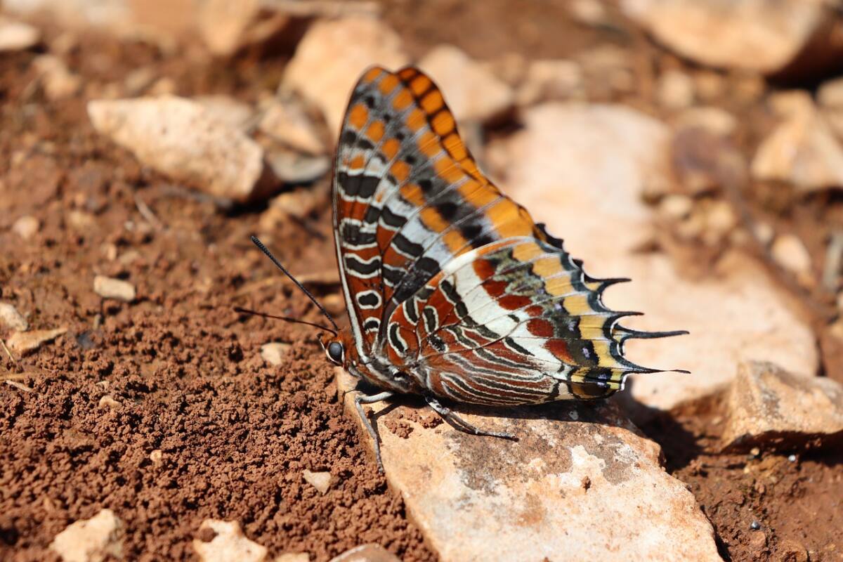 Pacha à deux queues papillon Var arbousiers méditerranée