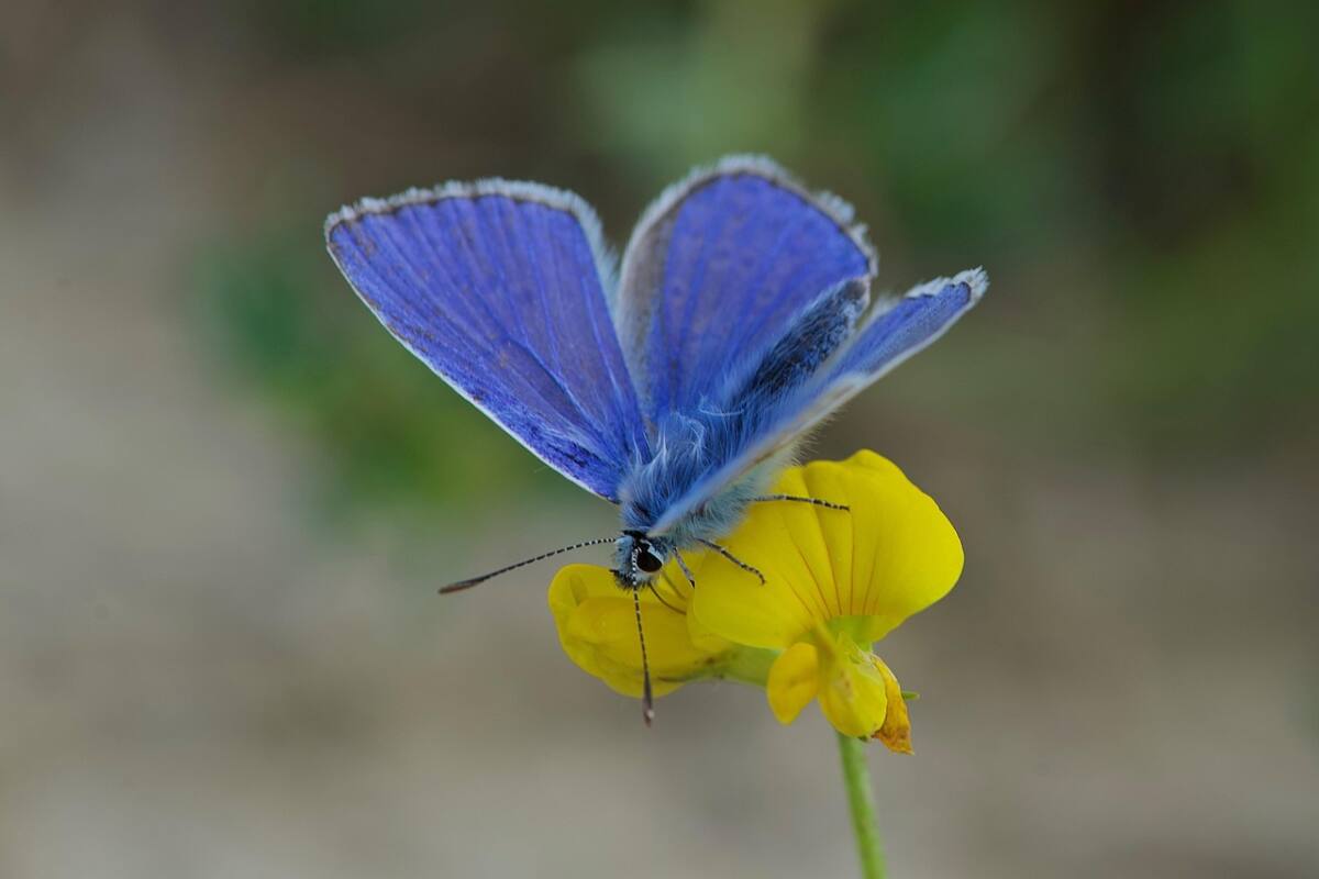Papillon Azuré Var biodiversité prairies naturelles