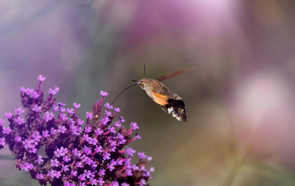 Moro-sphinx papillon Var pollinisateur