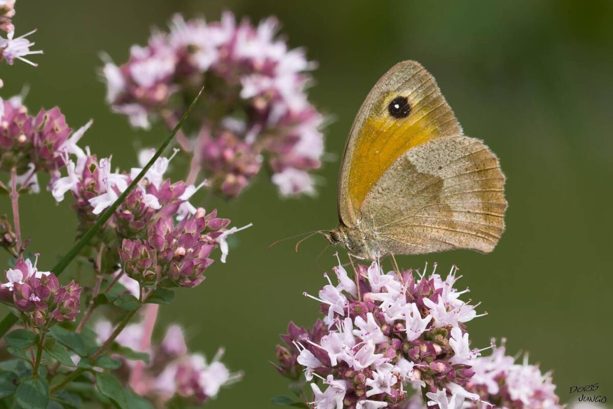 Papillon Myrtil Var pollinisation herbes sauvages
