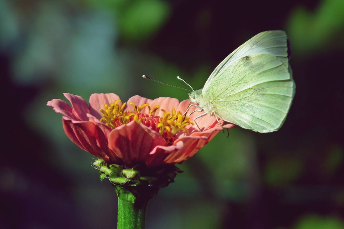 Piéride du chou papillon Var jardin