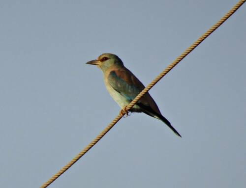 Le Rollier d’Europe, oiseau éclatant des paysages varois