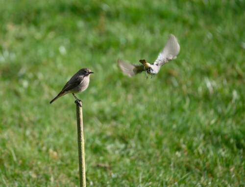 Le Rougequeue noir, un oiseau discret mais bien présent dans le Var