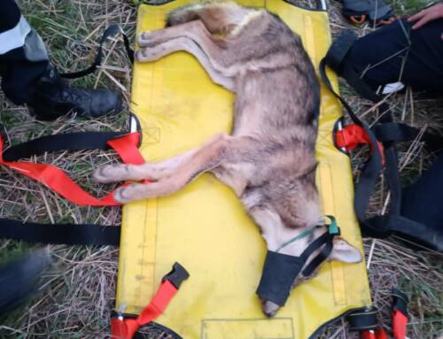 Sauvetage de deux loups tombés dans un bassin à La Trinité : une opération délicate menée par l’OFB et les pompiers