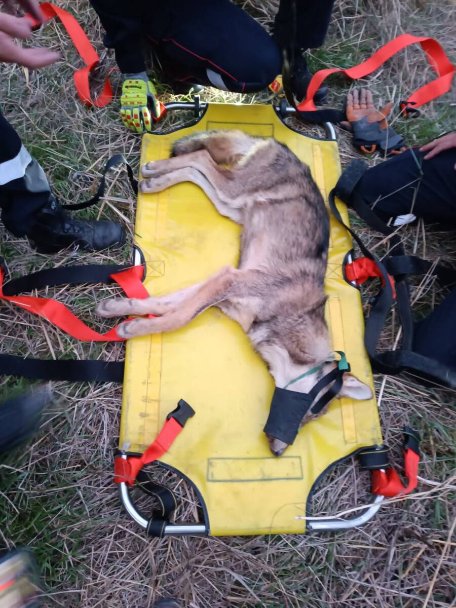 sauvetage loups La Trinité sauvetage loups La Trinité