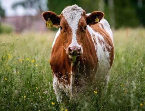 Renforcement des mesures sanitaires contre la dermatose nodulaire contagieuse dans les élevages bovins