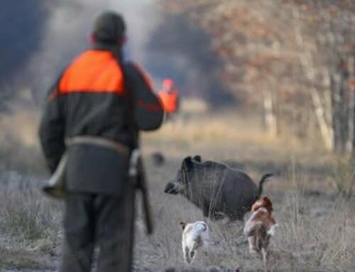 Battue au sanglier ce samedi 11 octobre au Gros Cerveau à Ollioules
