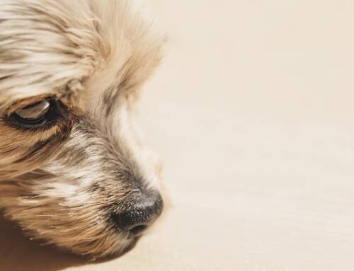 Drame à Fréjus après la mort d’un yorkshire attaqué par des chiens dangereux