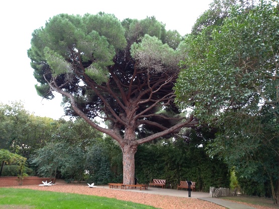 Maison du Cygne pin majestueux Maison du Cygne pin majestueux