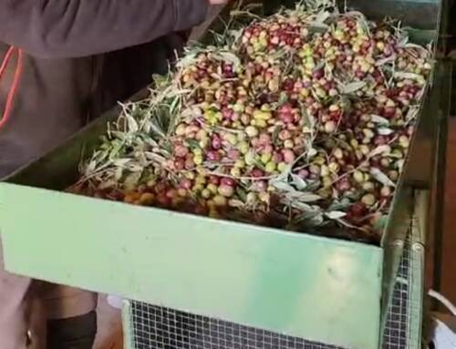 La ventarelle, l’effeuilleuse d’olives est un atout précieux pour les oléiculteurs varois