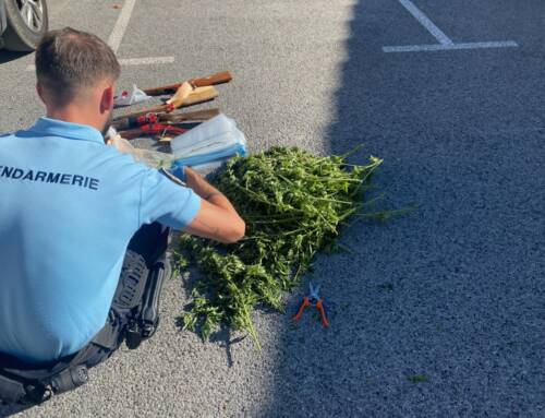 Bargemon : la gendarmerie démantèle une plantation de cannabis et met fin à un trafic local