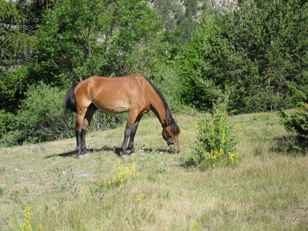CHEVAL NATURE Ferme d’Idéfix Bagnols-en-Forêt animaux famille chute de cheval Vidauban accident équestre La Martre cheval grimaud sauvé cheval accident