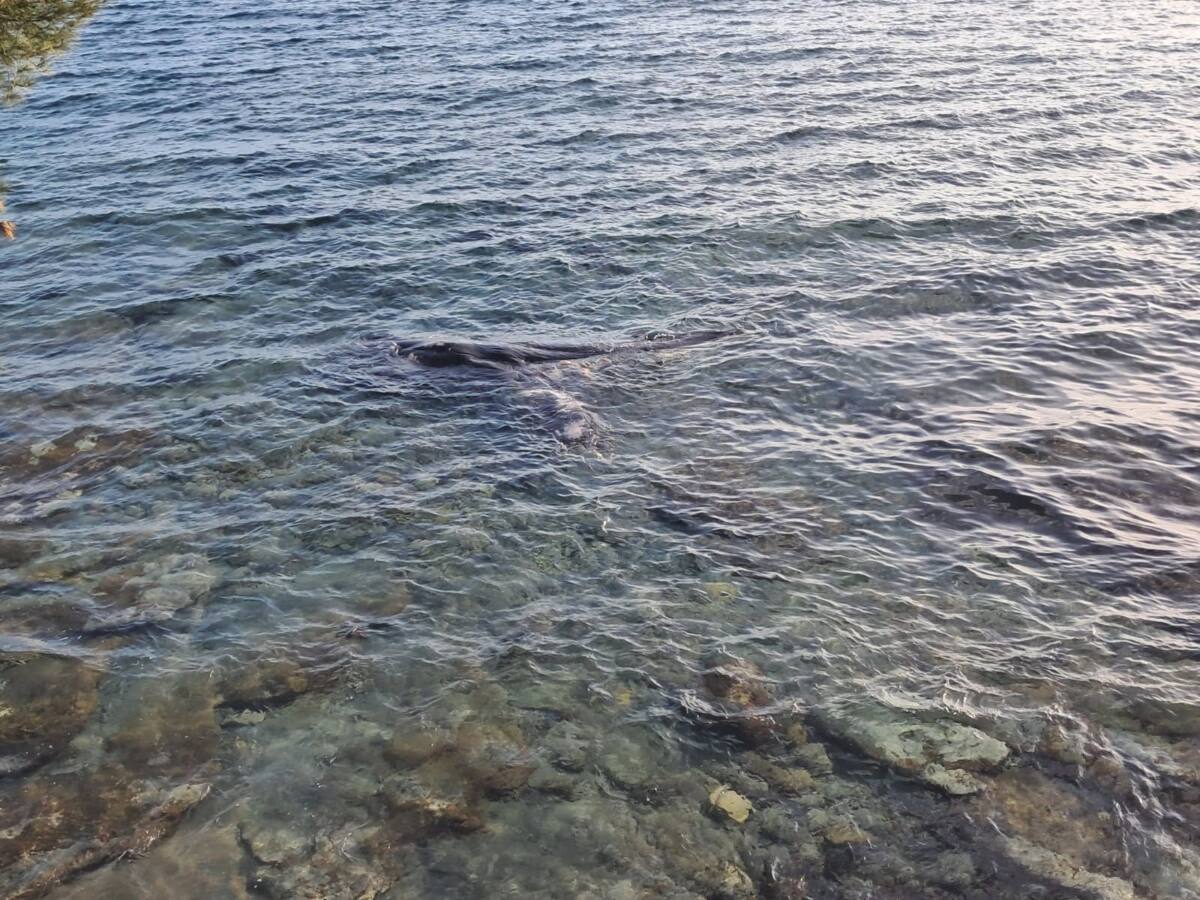 Cétacé échoué La Ciotat Cétacé échoué La Ciotat