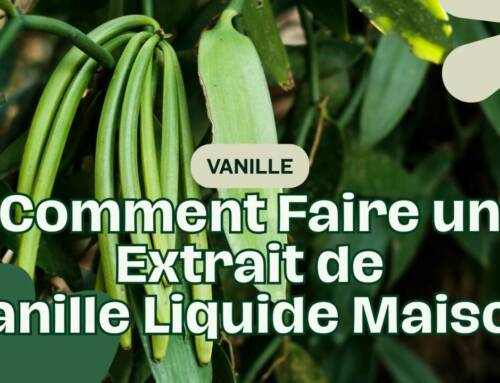 Comment Bien Conserver Vos Gousses de Vanille