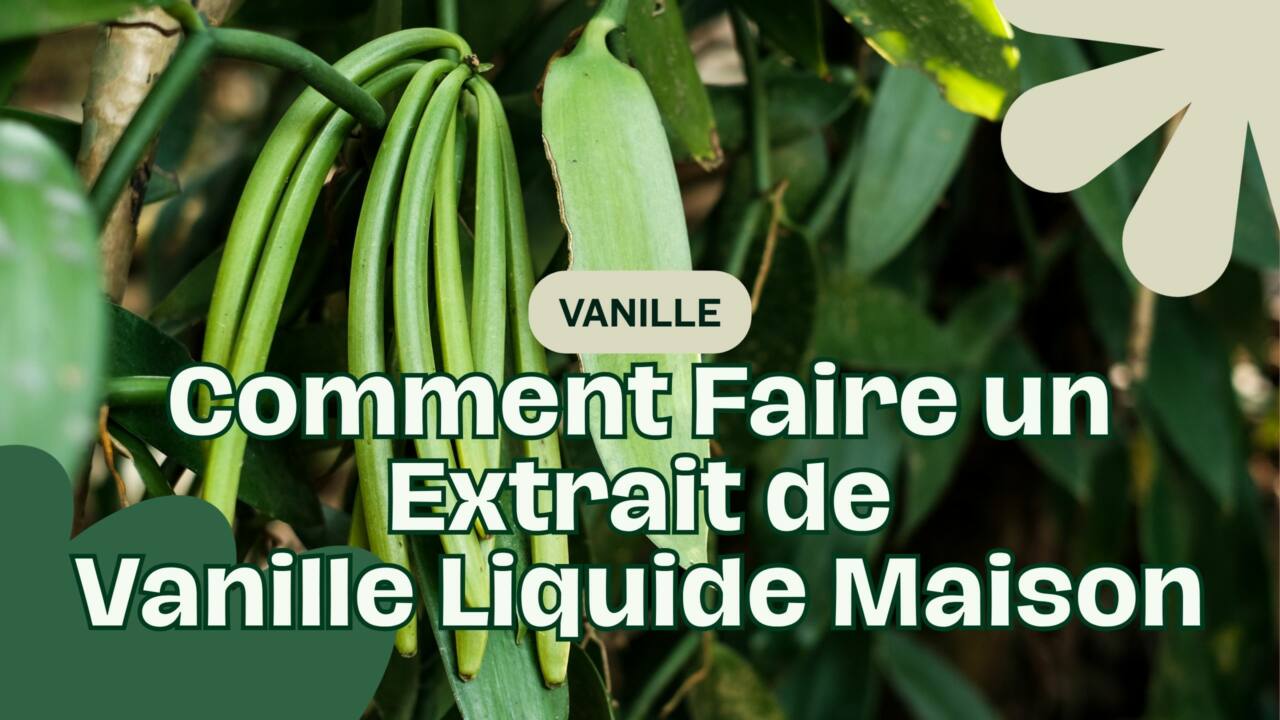Comment Faire un Extrait de Vanille Liquide Maison Le Guide Ultime (Même Sans Alcool)