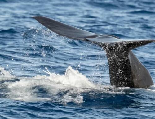 Que faire cette semaine dans le Var ? Les événements du 17 au 21 novembre 2025