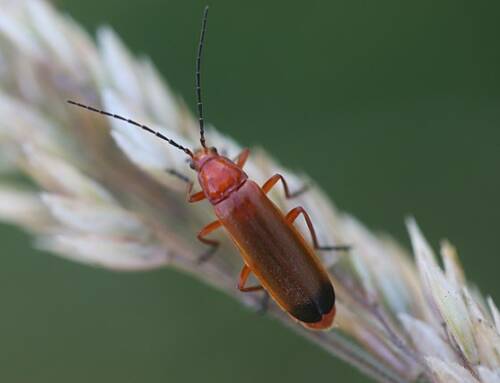 Le téléphore fauve, un petit coléoptère indispensable à la biodiversité du Var