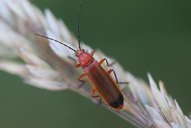 Rhagonycha_fulva_wmc téléphore fauve Var biodiversité