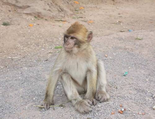 Le Jardin Zoologique Tropical de La Londe-les-Maures, une immersion au cœur de la biodiversité mondiale