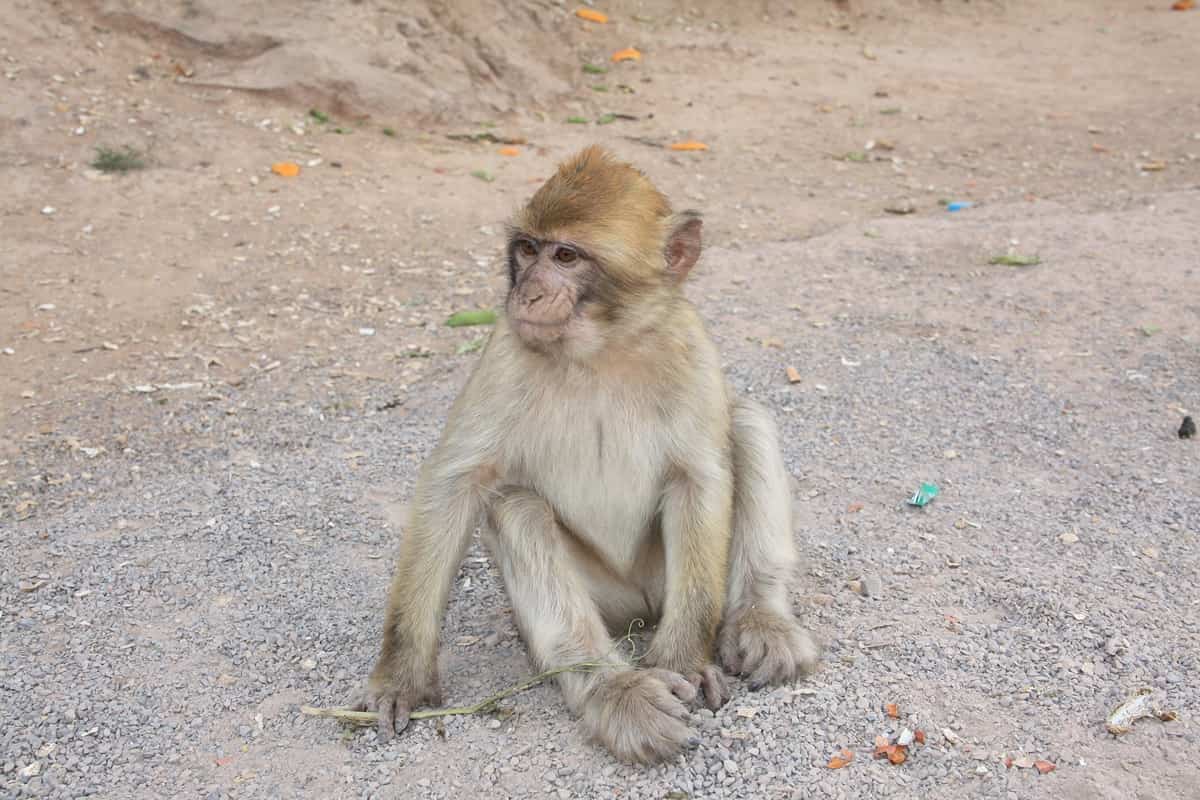 Jardin Zoologique Tropical La Londe-les-Maures enquêteurs bénévoles SPA