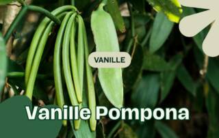 Vanille Pompona Tout Savoir sur la Gousse Vanillon Oubliée du Mexique