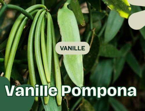 Vanille Pompona : Tout Savoir sur la Gousse “Vanillon” Oubliée du Mexique