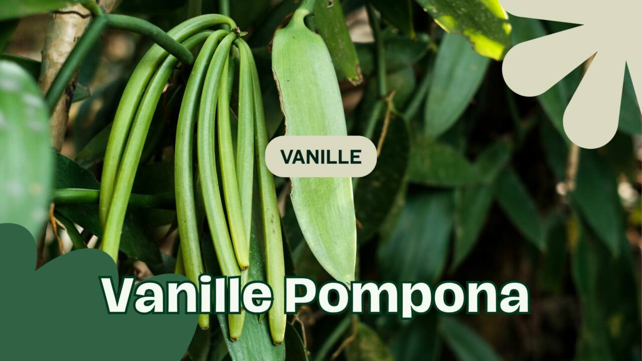 Vanille Pompona Tout Savoir sur la Gousse Vanillon Oubliée du Mexique