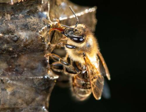 Apiés et murs d’abeilles dans le Var un patrimoine apicole à redécouvrir