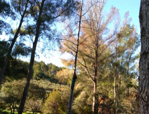 La filière forêt-bois recrute activement en France et dans le Var