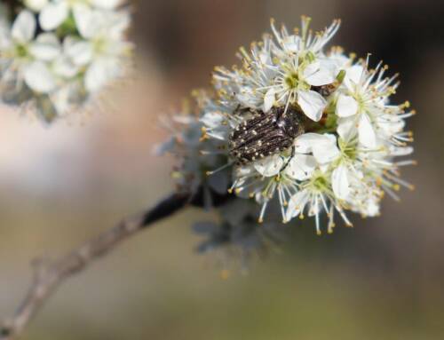 La cétoine grise dans le Var, un petit coléoptère qui inquiète les cultivateurs