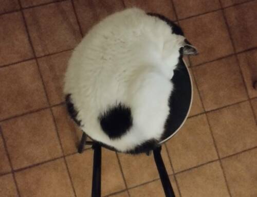 Le saviez-vous ? Le « sac primordial » de votre chat, un héritage de ses ancêtres sauvages