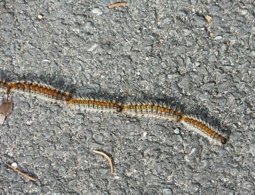 La Garde traite plus de 350 arbres contre la chenille processionnaire