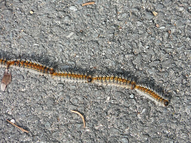 chenilles processionnaires chenilles processionnaires var chenilles processionnaires