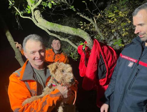Les pompiers du Var sauvent un chien après une intervention périlleuse à Solliès-Ville