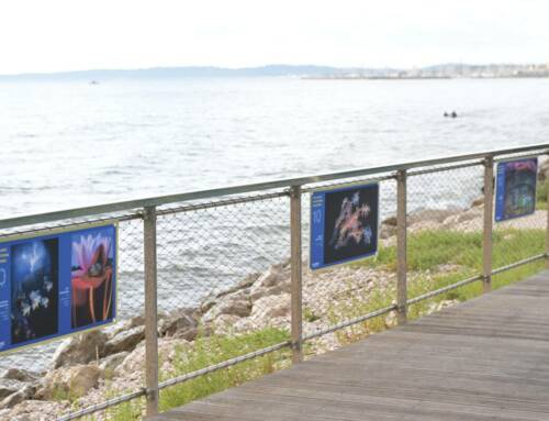 Hyères s’apprête à plonger dans la 10e édition du Festival Galathea, le rendez-vous du monde marin