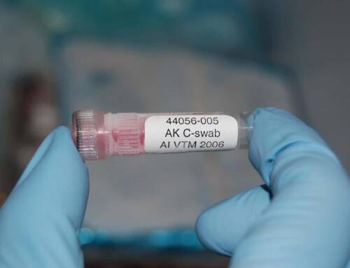 Un cas d’influenza aviaire détecté à Hyères mobilise les autorités dans le Var