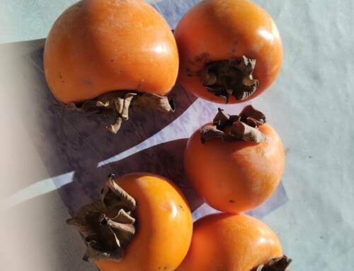 Kaki un fruit asiatique aux multiples bienfaits et aux usages variés