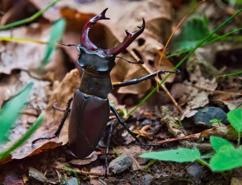 Le lucane cerf-volant un géant discret des forêts varoises