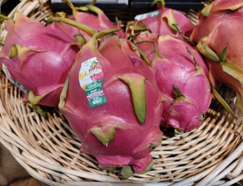 Réponse à l’énigme du « Vieux Rocher » : « Je suis une fleur qui s’ouvre la nuit, et un fruit qui ne dort jamais »