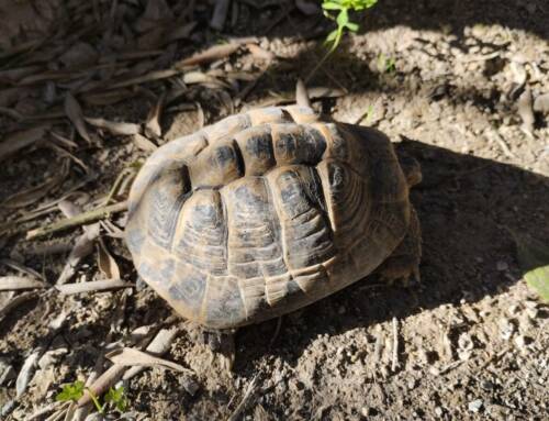 Découverte à Carnoules Un voyage exotique au cœur du monde des tortues