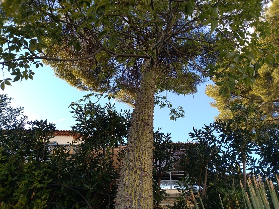 arbre à soie jardin arbre à soie
