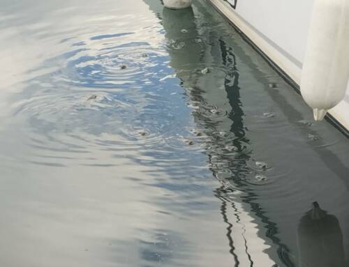 Pourquoi les mulets nagent la tête hors de l’eau ? Un comportement étonnant qui intrigue dans les ports du Var