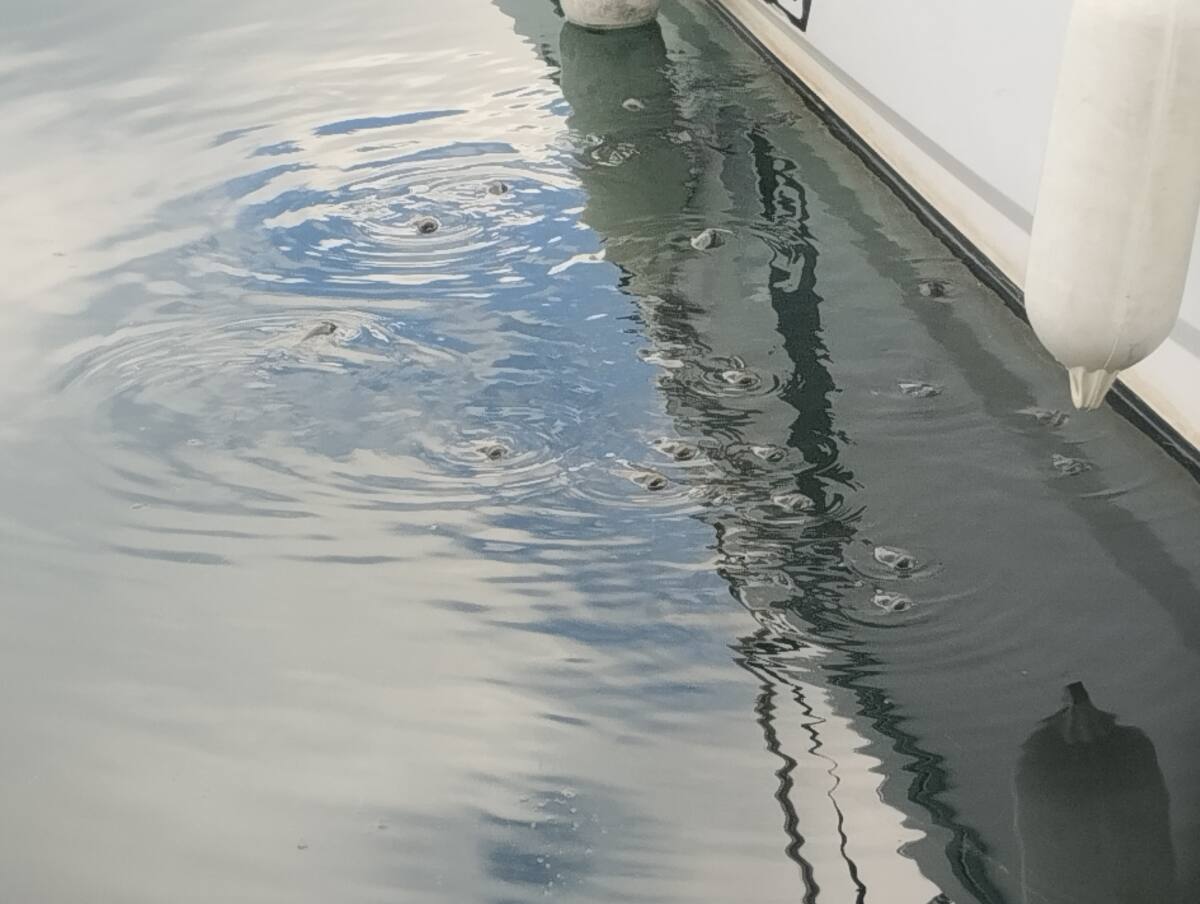 Les mulets dans les ports du Var Les mulets dans les ports du Var