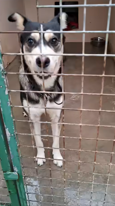 chien abandonné train Grasse