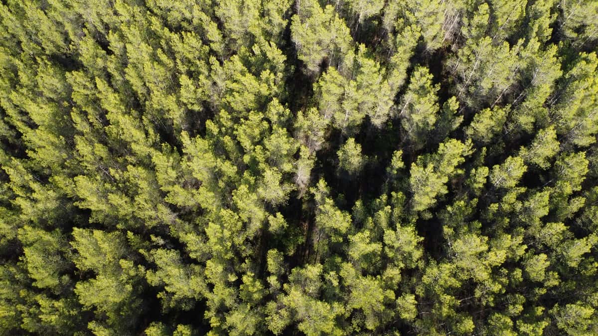 FORET PINS VUE DE HAUT VAR 2 chasseur mort Belvédère Consommation foncière PACA