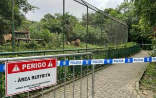 Tragédie au zoo de João Pessoa : Un jeune homme meurt après avoir pénétré dans l'enclos d'une lionne