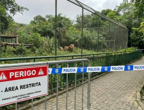 Tragédie au zoo de João Pessoa : Un jeune homme meurt après avoir pénétré dans l’enclos d’une lionne