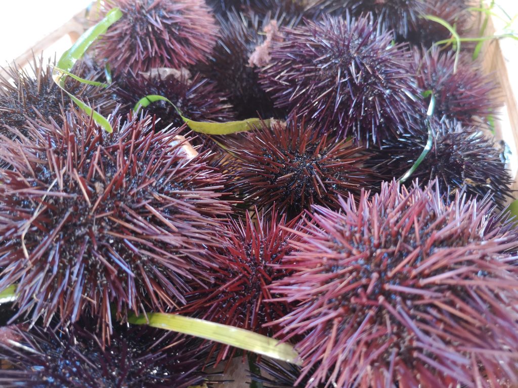 pêche des oursins Var Fin pêche oursins Var 2025 Pêche oursins Var réglementation oursins var oursins Méditerranée oursins fin métier Haute-Corse pêche illégale oursins